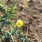 Argemone ochroleuca Blatt