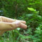 Carex laevigata Floro