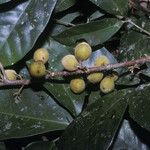 Trichilia pallida Fruit