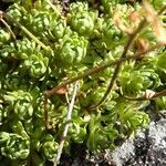 Saxifraga moschata Blad