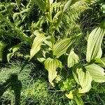 Veratrum album Hoja