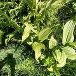 Veratrum album Frunză