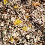 Bupleurum baldense Flower