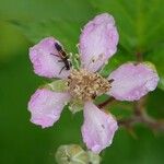 Rubus vestitus പുഷ്പം