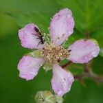 Rubus vestitus Lorea