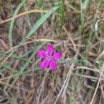 Dianthus deltoidesЦветок