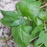 Tetragonia tetragonoides Blatt