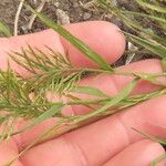 Catapodium rigidum Hoja