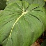 Philodendron gloriosum List