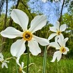 Narcissus poeticusFlower