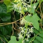 Echinocystis lobata 花