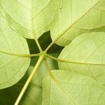Anemopaegma orbiculatum Leaf