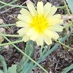 Launaea nudicaulis Kvet