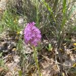 Anacamptis pyramidalisЦвят