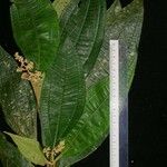 Miconia ligulata Прочее