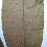 Aniba taubertiana Лист