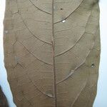 Aniba taubertiana Feuille