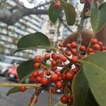 Ilex rotunda Fruit