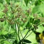 Thalictrum aquilegiifolium ഫലം