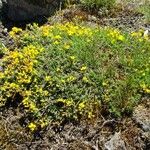 Genista pilosa Habit