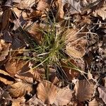 Carex pilulifera ഇല