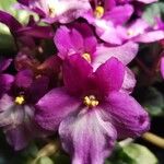 Saintpaulia ionantha Flor
