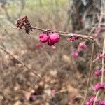 Symphoricarpos orbiculatusFrukt