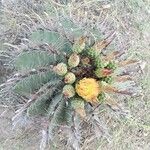 Ferocactus wislizeni Fiore