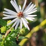 Symphyotrichum ericoidesFlor