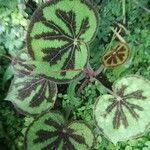 Begonia variegata Leaf