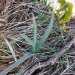 Narcissus minor Feuille