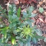 Gazania rigensFlower