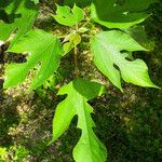 Broussonetia papyrifera Blatt