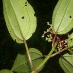 Miconia oinochrophylla