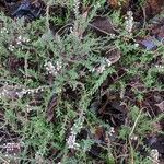 Calluna vulgaris অভ্যাস