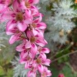 Francoa appendiculata Flor