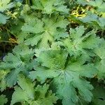 Geranium himalayense Blad