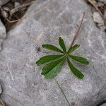 Potentilla heptaphylla Folha