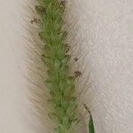 Setaria pumila花