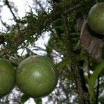 Schlegelia nicaraguensis Fruit