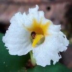 Paracostus englerianus Flower