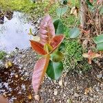 Myrceugenia exsucca Hoja