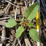 Amaranthus palmeri Yaprak