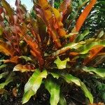 Heliconia indica পাতা