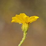 Holocarpha heermannii Flor