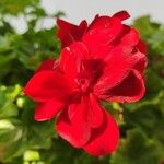 Pelargonium peltatum Flower