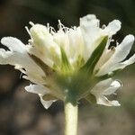 Lomelosia rutifolia Flower