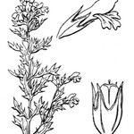 Euphrasia salisburgensis Máis