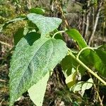 Helianthus tuberosusFolla