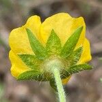 Potentilla thuringiaca फूल